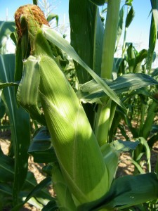 vegetable delivery, local farm, local farms, wholesale produce, produce prices, agriculture in Maryland, community supported farming, community assisted agriculture