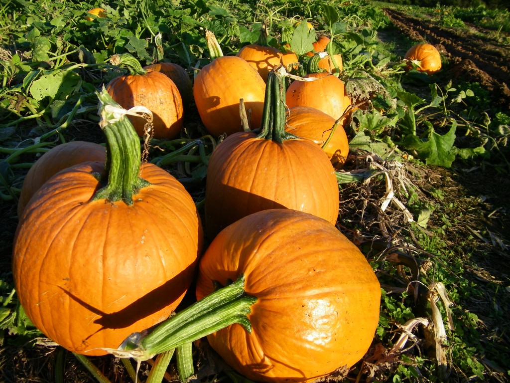 local pumpkin patch, fall pumpkin, pumpkin picking, pumpkin farm, pumpkin patches, pumpkin patch, pick your own pumpkins, pumpkin farming, pumpkin picking in maryland