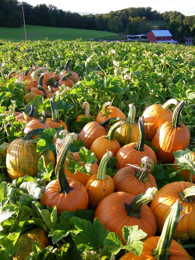 community supported agriculture Maryland, Hampstead local farms, Emmitsburg, Taneytown, Baltimore, MD farms, wholesale produce, Pikesville, Carroll County, Hagerstown, Washington DC