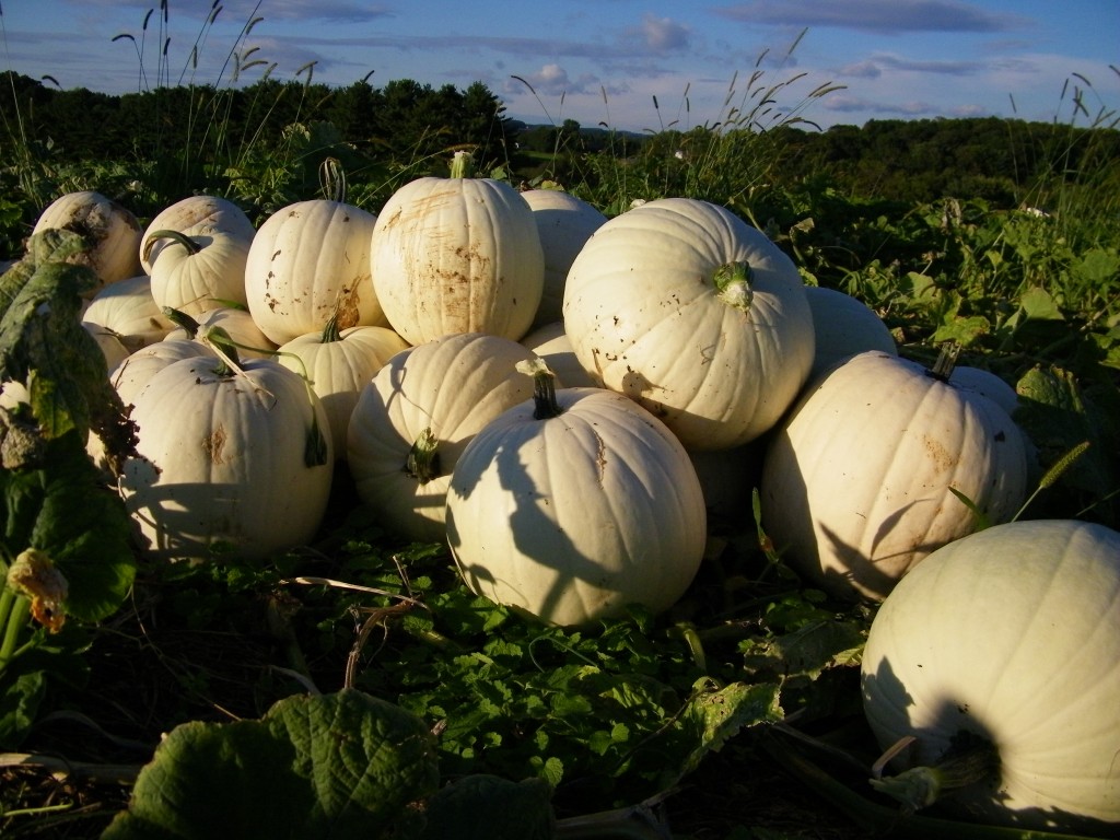 community supported agriculture, Eldersburg, Hampstead, Carroll County, vegetable delivery, Baltimore, Maryland, Littlestown, PA, Sykesville, Eldersburg, Mt. Airy, Germantown