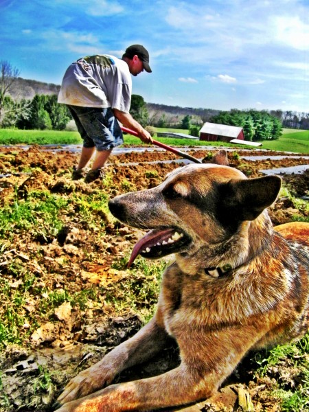 produce vegetables, agricultural products, farm products, local produce, sustainable agriculture, wholesale grocery, agricultural crops, price of produce, community agriculture Making local food work Eldersburg, Hampstead, Carroll County, vegetable delivery, Baltimore, Maryland, Littlestown, PA, Sykesville, Eldersburg, Mt. Airy, Germantown