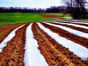 community sustainable agriculture, organic farm share, produce wholesalers, produce wholesalers, community support agriculture, produce distributors, csa produce