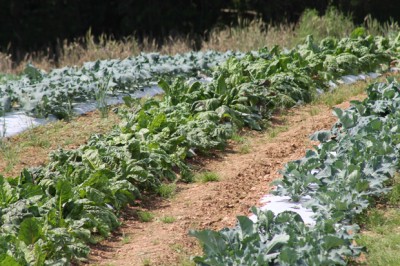 Wholesale Produce Maryland, grocery wholesalers Hampstead MD, grocery wholesalers Carroll County, grocery wholesalers Maryland, grocery wholesalers Baltimore MD, Westminster MD, New Windsor MD, Sykesville MD, Taneytown MD, Frederick MD, Hanover PA Wholesale Produce Maryland, produce market Hampstead MD, produce market Carroll County, produce market Maryland, produce market Baltimore MD, produce market Westminster MD, New Windsor MD, Sykesville MD, Taneytown MD, Frederick MD, Hanover PA