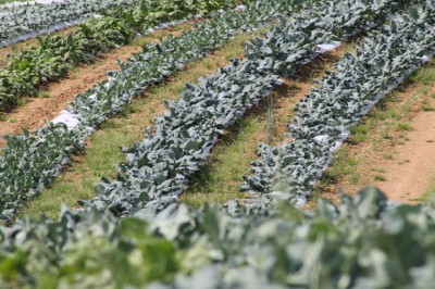 Wholesale Produce Maryland, wholesale food Hampstead MD, wholesale food Carroll County, wholesale food Maryland, wholesale food Baltimore MD, wholesale food Westminster MD, New Windsor MD, Sykesville MD, Taneytown MD, Frederick MD, Hanover PA Wholesale Produce Maryland, wholesale food suppliers Hampstead MD, wholesale food suppliers Carroll County, wholesale food suppliers Maryland, wholesale food suppliers Baltimore MD, Westminster MD, New Windsor MD, Sykesville MD, Taneytown MD, Frederick MD, Hanover PA