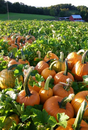 Local Produce in Carroll County, Maryland Local Produce in Carroll County, Maryland